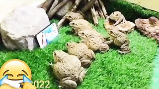 Funny video 597