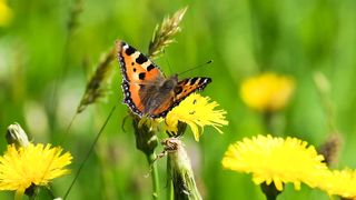 Butterfly 2