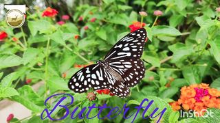 Butterflies???? in different clours...