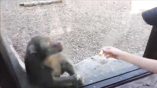 Monkeys react to magic 4