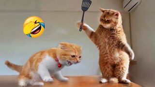 Funniest Animals 2023 - Funny Cats and Dogs Videos.. p#1 #funny #cats #dogs #views