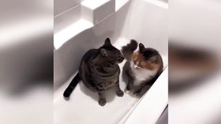 Funny animals - Funny cats _ dogs - Funny animal videos 2