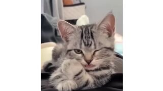 funny animals compilation cats #shorts
