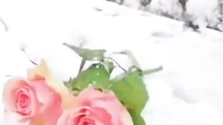 Meri any wali sb nasly tery ghr ay