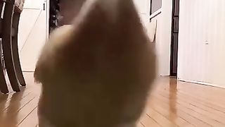 Incredible Very cute and animal compilation vidéo lol!!
