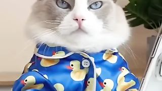 Les chats font de la nourriture 2022 « That Little Puff » Tiktok Compilation #16