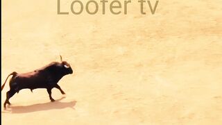 Bull fighting 3