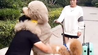 Cute and Funny Dogs Videos Compilation 2021_ |20|_#shorts