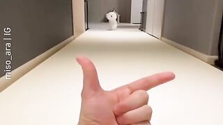 Dogs Compilation - Funny Dog - Cute Puppy #shorts