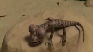 Best video animal