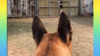 Cute dogs-- ❤️ baby dogs ---- cute and funny dog videos compilation