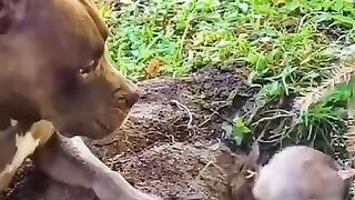 Funny animals 35