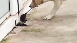 Funny Animals 10