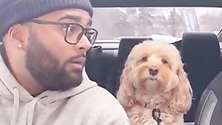Animals videos /petlovers