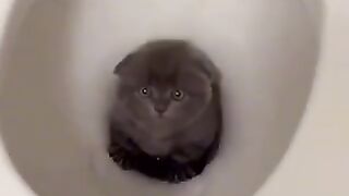 Funny cats videos 2