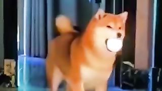 Animal videos are Funny