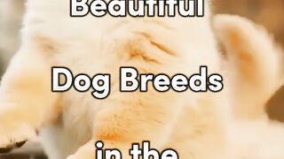 Top 10 Most Beautiful Dogs Breeds in the World