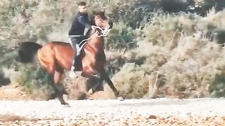 Nice Horse.