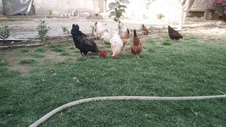 My free poultry Farm