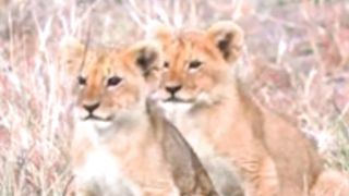 The King Lion He is Danger