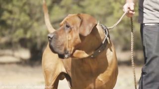 ILLEGAL  DOG BREEDING