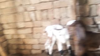 Child of goat