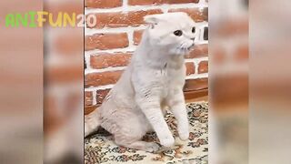 best funniest animal videos 2023???? _ funny cat videos???? _ funny dogs videos????
