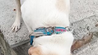 Dogi Playing