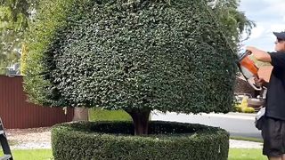 ???? tree cutter