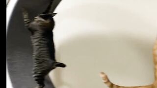 Cat ???? play