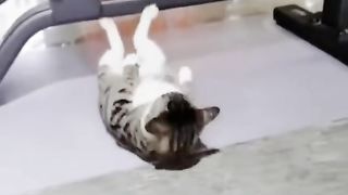 Funny video 599