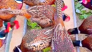 Like aur subscribe jarur karna 2