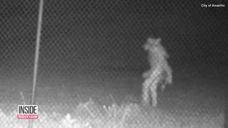Do You Know What This Strange Creature Is-.