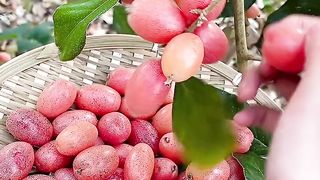 Girl looking awesome in fruit gardan 2
