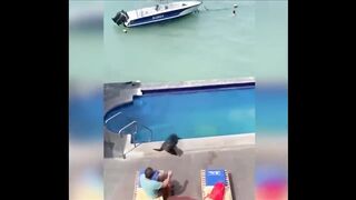 Funny Cuts 2