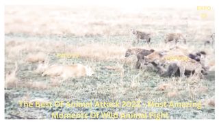 The Best Of Animal Attack 2022 - Most Amazing Moments Of Wild Animal Fight