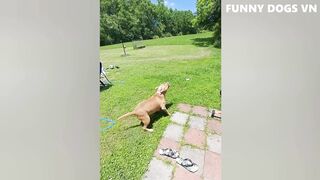 Funniest Animals Video ???? Funny Dogs and Cats Videos ????????