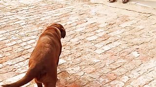 CUTE LABRADOR PUPPIES #shorts