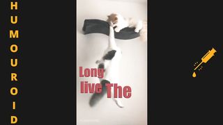 TRY NOT TO LAUGH ANIMAL VOICEOVERS | Funny Videos TIKTOK