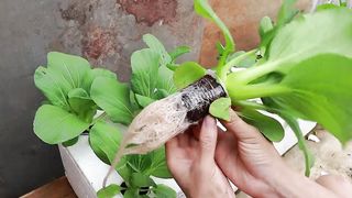 Growing Hydroponic Vegetable Garden at Home - Easy for Beginners 2