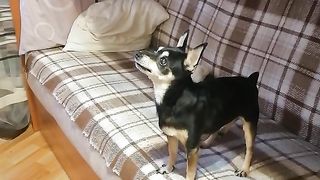Dog play ball