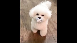 Funny Cuts 7