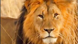 The King Lion is Back
