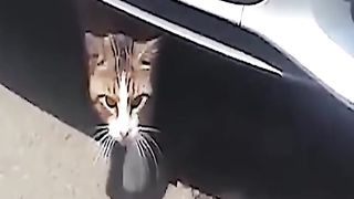 Funny cat. What's in the cupboard. The cat wondered