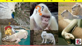 Top 10 Rarest Animals In The World | 10 Most Beautiful Animals | 2023 | Everythinks Strange
