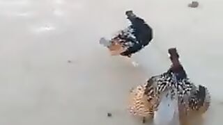 Village fight 2