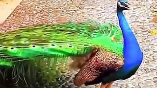 Beautiful peacock 2
