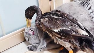 Animal Short Videos That Will Make Your Day!