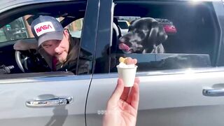 Funniest Animal Videos ???? - Funny Cats invited to the Dog 2