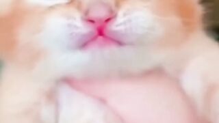 قطط  كيوت صغيرة